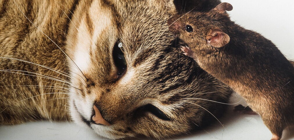 Zitat von Heinrich Zille: »Jeder schließt von sich auf andere und berücksichtigt nicht, dass es auch anständige Menschen gibt.«