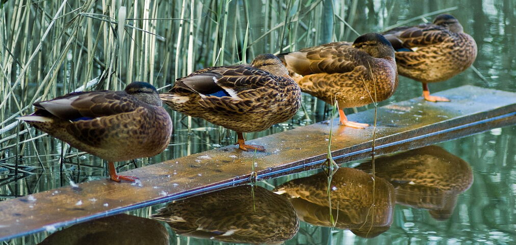 Zitat von Heinrich Zille: »Wie herrlich ist es, nichts zu tun und von dem Nichtstun auszuruh'n!«