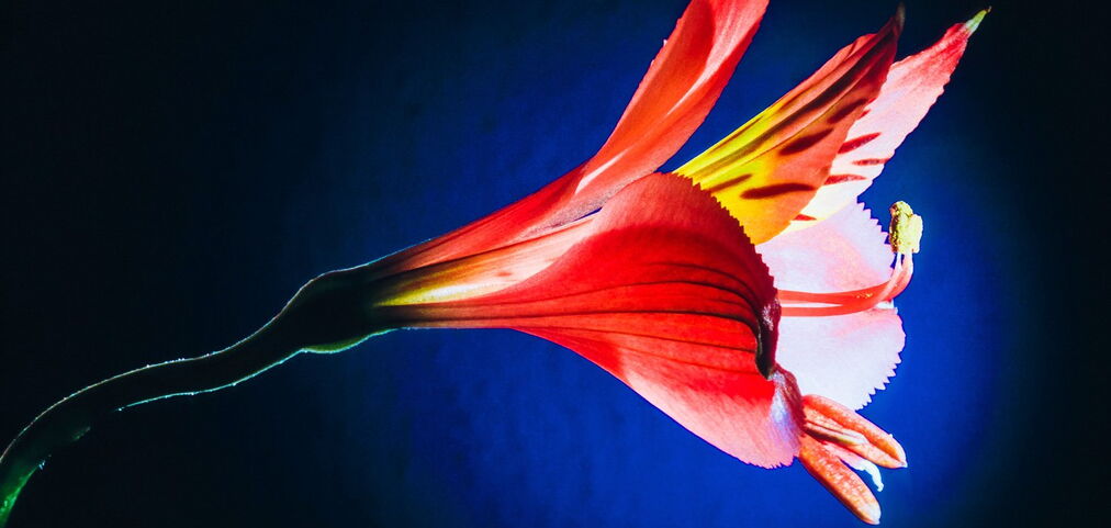 Zitat von Heinrich Zille: »Wenn Frauen verblühen, verduften die Männer.«